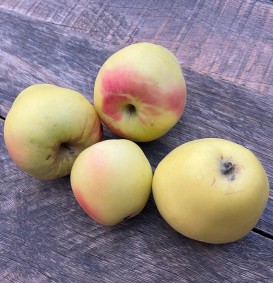 Appel 'Transparente Blanche' -  Oogstappel  (Malus domestica)