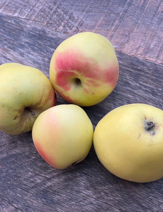 Appel 'Transparente Blanche' -  Oogstappel  (Malus domestica)