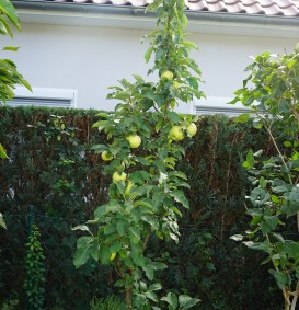 Appel (ballerina) 'Bolero' (Malus domestica)