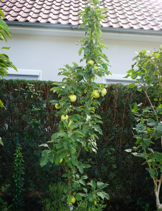 Appel (ballerina) 'Bolero' (Malus domestica)