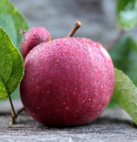 Appel (ballerina) 'Flamenco' (Malus domestica)