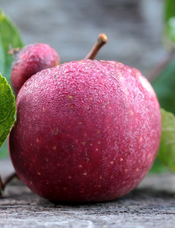 Appel (ballerina) 'Flamenco' (Malus domestica)