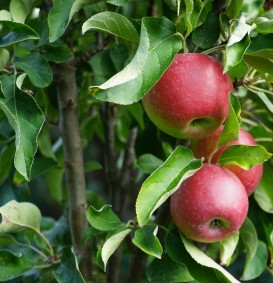 Appel (ballerina) 'Waltz' (Malus domestica)