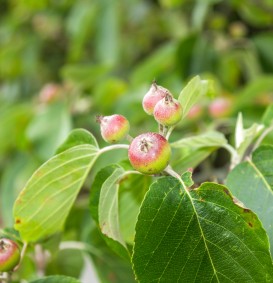 Malus tschonoskii (Sierappel - bloemappel) Malus tschonoskii (Sierappel - bloemappel)