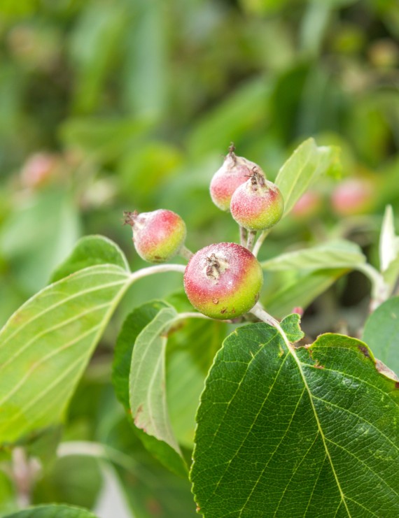 Malus tschonoskii (Sierappel  - bloemappel)