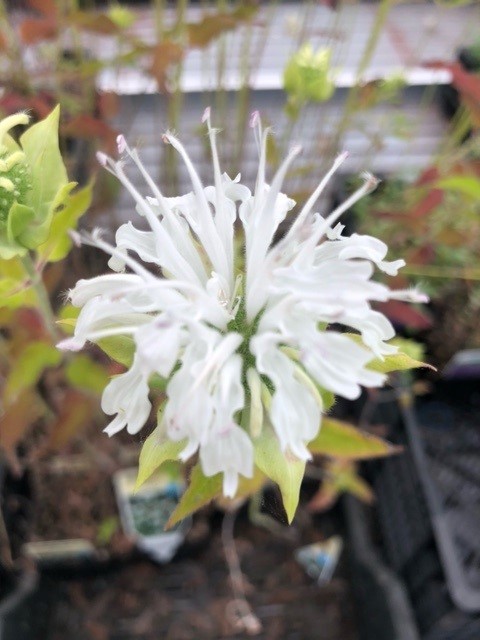 Monarda 'Schneewittchen' (Bergamotplant)