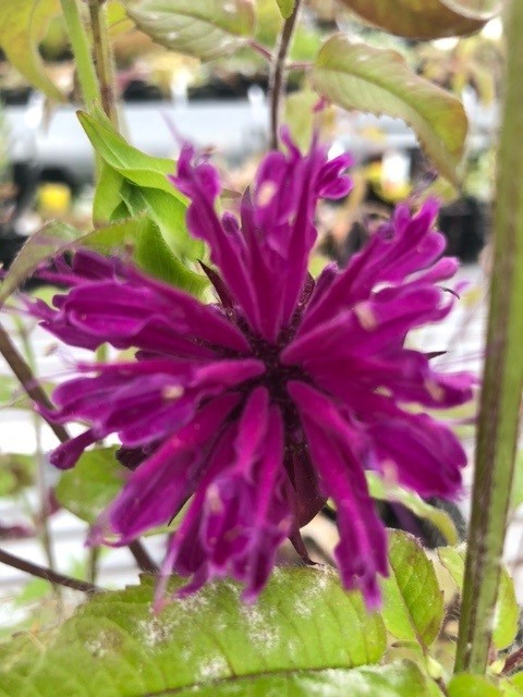 Monarda 'Scorpion' (Bergamotplant)