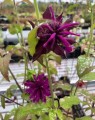 Monarda 'Scorpion' (Bergamotplant)