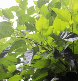 Morus alba 'Macrophylla' (Japanse moerbei)