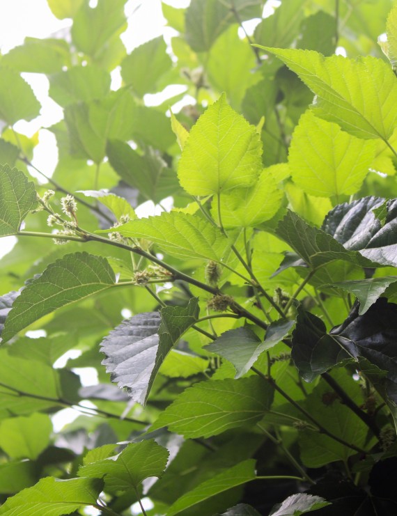 Morus alba 'Macrophylla' (Japanse moerbei)