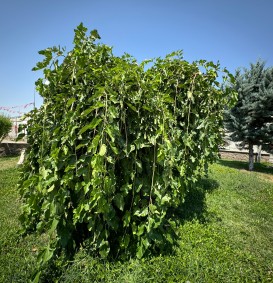 Morus alba 'Pendula' (Moerbeiboom)