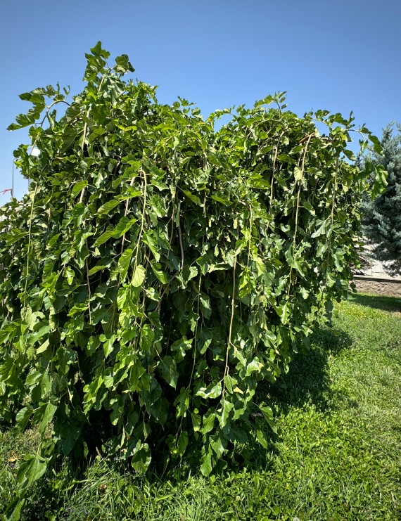 Morus alba 'Pendula' (Moerbeiboom)