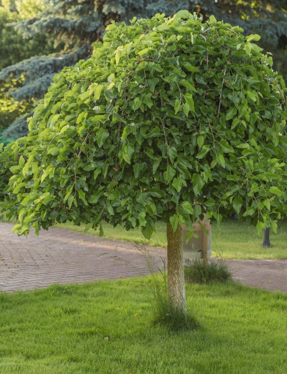 Morus alba (Witte Moerbeiboom)