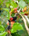 Morus alba (Witte Moerbeiboom)
