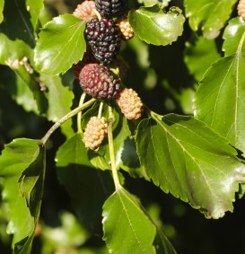 Zwarte moerbeiboom (Morus nigra)