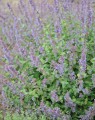 Nepeta faassenii (= Nepeta mussinii) (Kattenkruid)