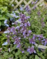 Nepeta faassenii 'Six Hills Giant' (Kattenkruid)