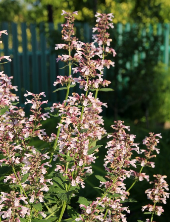 Nepeta grandiflora 'Dawn to Dusk' (Kattekruid) Nepeta grandiflora 'Dawn to Dusk' (Kattekruid)
