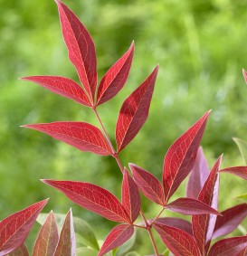 Nandina domestica 'Obsessed'® (Hemelse bamboe)