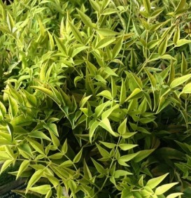 Nandina domestica 'Lemon & Lime' (Hemelse bamboe)