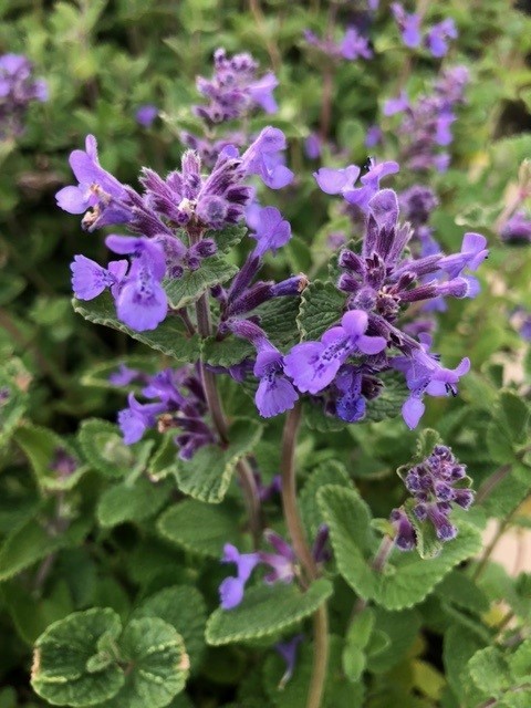 Nepeta faassenii (= Nepeta mussinii) (Kattenkruid)