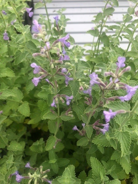 Nepeta faassenii 'Six Hills Giant' (Kattenkruid)