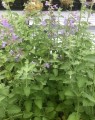 Nepeta faassenii 'Six Hills Giant' (Kattenkruid)