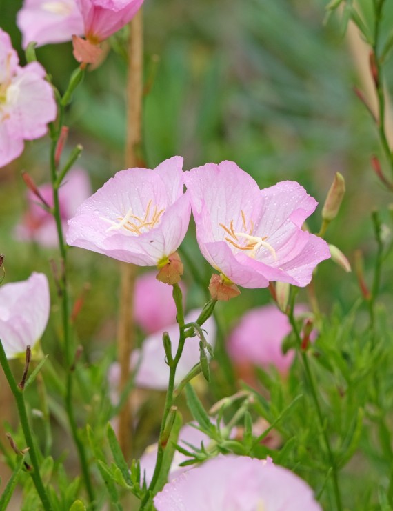 Oenothera speciosa 'Siskiyou' (Teunisbloem) Oenothera speciosa 'Siskiyou' (Teunisbloem)