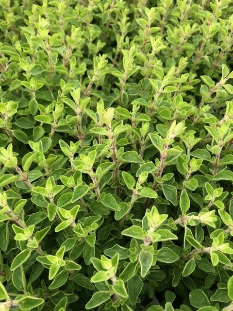 Origanum vulgare (=Majorana) (Marjolein)