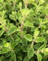 Origanum vulgare (=Majorana) (Marjolein)