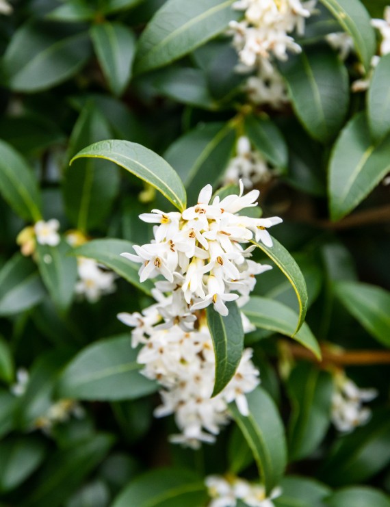 Osmanthus burkwoodii (Shijnhulst)