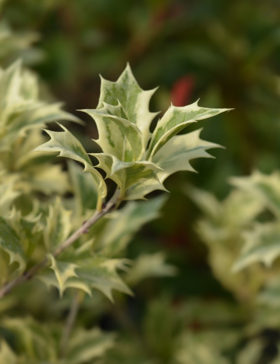 Osmanthus heterophyllus 'Variegatus' (Schijnhulst)