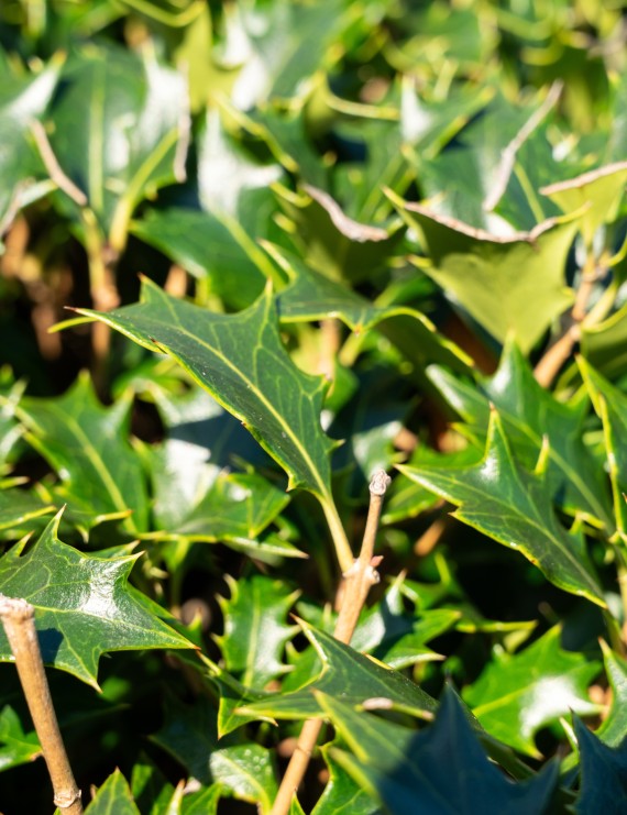 Osmanthus heterophyllus  (Schijnhulst)