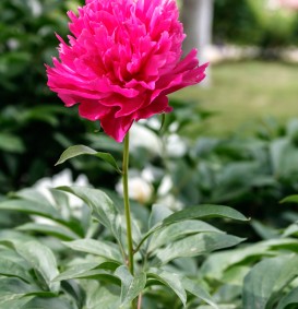 Paeonia 'Karl Rosenfeld' (Pioen)