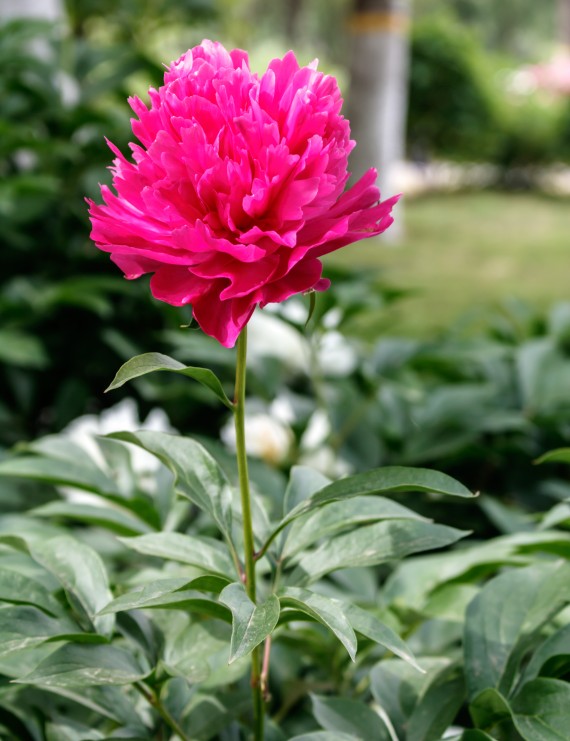 Paeonia 'Karl Rosenfeld' (Pioen)