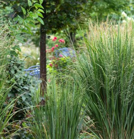 Panicum virgatum 'Northwind' (Vingergras)