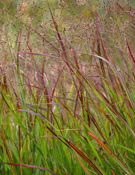 Panicum virgatum 'Rotstrahlbusch' (Panicum virgatum 'Rotstrahlbusch')
