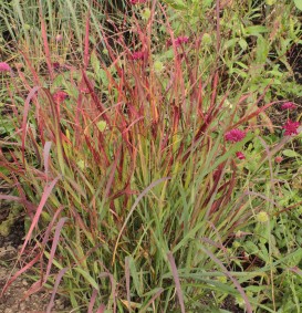 Panicum virgatum 'Squaw' (Vingergras, Parelgierst)