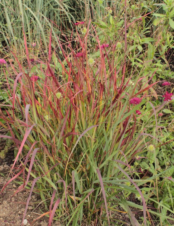 Panicum virgatum 'Squaw' (Vingergras, Parelgierst)