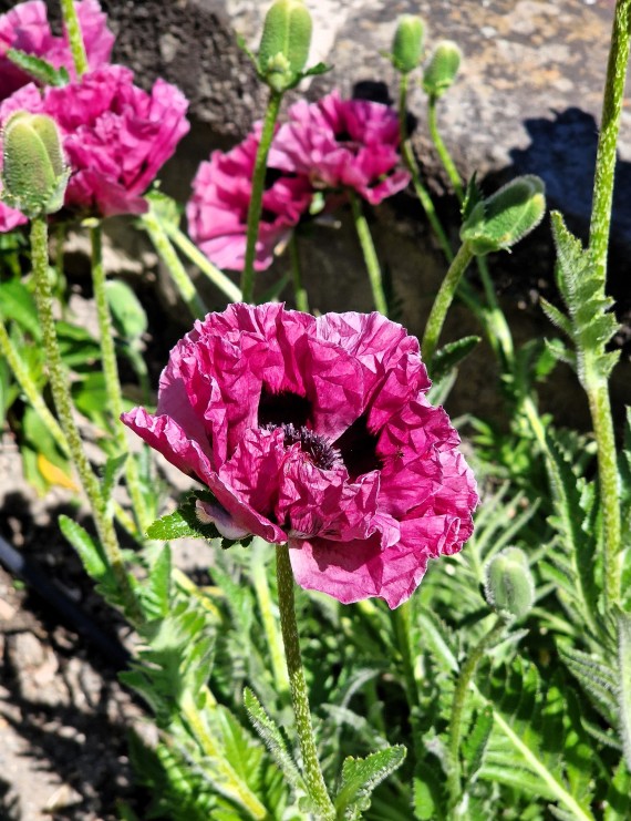 Papaver orientale 'Patty's Plum' (Klaproos, Oosterse papaver) Papaver orientale 'Patty's Plum' (Klaproos, Oosterse papaver)