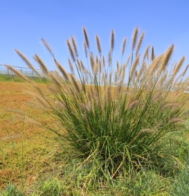 Pennisetum alopecuroides (= Pennisteum compressum) (Borstelveergras of lampepoetsersgras) Pennisetum alopecuroides (= Pennisteum compressum) (Borstelveergras of lampepoetsersgras)