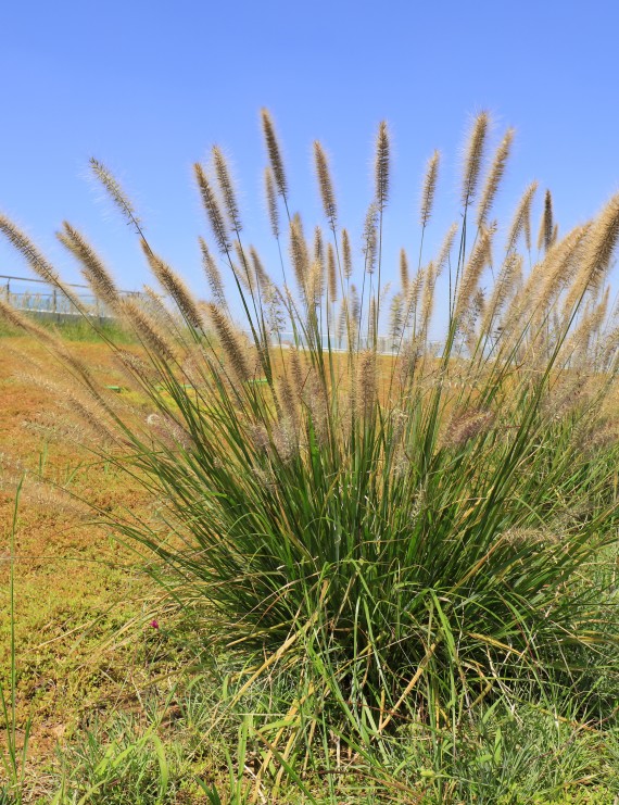 Pennisetum alopecuroides   (= Pennisteum compressum)   (Borstelveergras of lampepoetsersgras)
