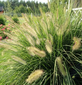 Pennisetum alopecuroides 'Hameln' (Borstelveergras of Lampepoetsersgras) Pennisetum alopecuroides 'Hameln' (Borstelveergras of Lampepoetsersgras)