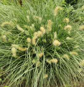 Pennisetum alopecuroides 'Little Bunny' (Borstelveergras of Lampepoetsersgras) Pennisetum alopecuroides 'Little Bunny' (Borstelveergras of Lampepoetsersgras)