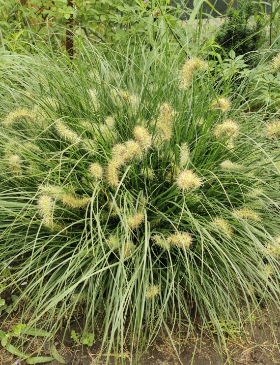 Pennisetum alopecuroides 'Little Bunny' (Borstelveergras of Lampepoetsersgras)