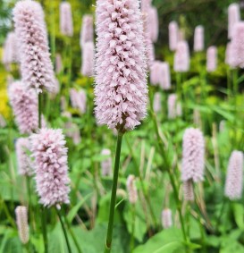 Persicaria bistorta (Adderwortel, Slangenwortel)