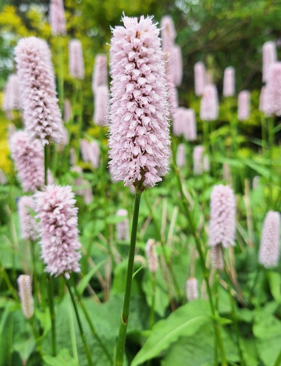 Persicaria bistorta (Adderwortel, Slangenwortel) Persicaria bistorta (Adderwortel, Slangenwortel)