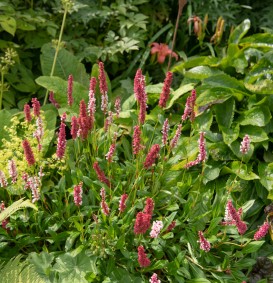 Persicaria affinis 'Superba'(=Polygonum affine Superbum) (Persicaria affinis 'Superba'(=Polygonum affine Superbum))