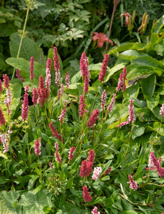 Persicaria affinis 'Superba'(=Polygonum affine Superbum) (Persicaria affinis 'Superba'(=Polygonum affine Superbum))