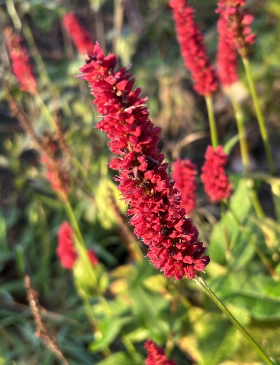 Persicaria amplexicaulis 'Blackfield' (Duizendknoop) Persicaria amplexicaulis 'Blackfield' (Duizendknoop)